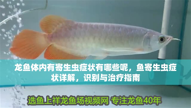 龍魚體內(nèi)有寄生蟲癥狀有哪些呢，魚寄生蟲癥狀詳解，識(shí)別與治療指南