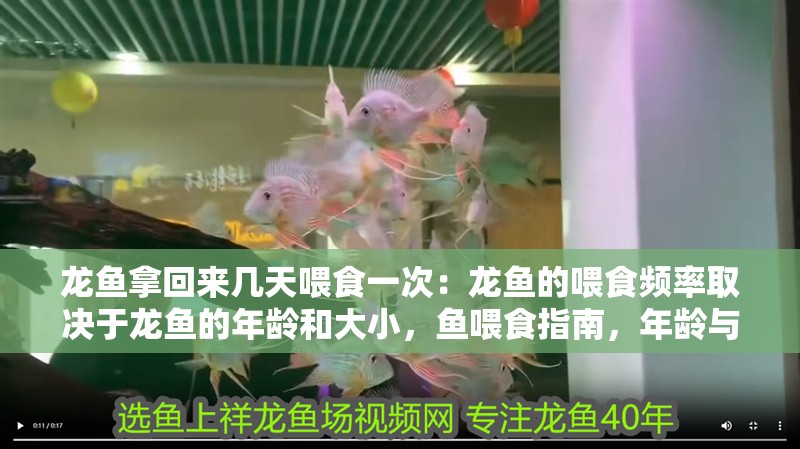 龍魚拿回來幾天喂食一次：龍魚的喂食頻率取決于龍魚的年齡和大小，魚喂食指南，年齡與大小決定喂食