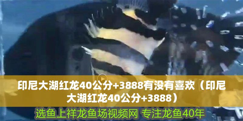 印尼大湖紅龍40公分+3888有沒有喜歡（印尼大湖紅龍40公分+3888） 印尼大湖紅龍40公分+3888有沒有喜歡（印尼大湖紅龍40公分+3888） 大湖紅龍魚百科 第2張