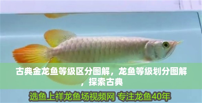 古典金龍魚等級區分圖解，龍魚等級劃分圖解，探索古典