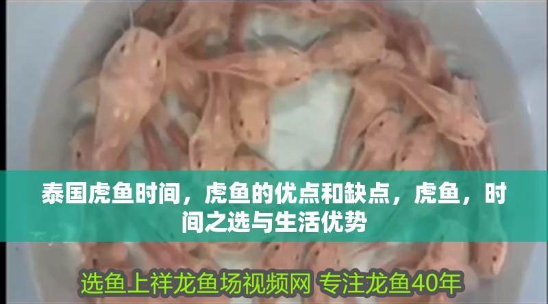 泰國虎魚時間，虎魚的優點和缺點，虎魚，時間之選與生活優勢 泰國虎魚時間，虎魚的優點和缺點，虎魚，時間之選與生活優勢 虎魚百科