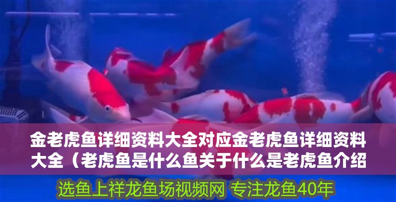 金老虎魚詳細資料大全對應金老虎魚詳細資料大全（老虎魚是什么魚關于什么是老虎魚介紹）老虎魚，詳細資料 金老虎魚詳細資料大全對應金老虎魚詳細資料大全（老虎魚是什么魚關于什么是老虎魚介紹）老虎魚，詳細資料 虎魚百科