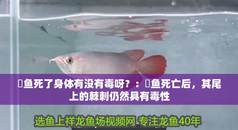 魟魚死了身體有沒有毒呀？：魟魚死亡后，其尾上的棘刺仍然具有毒性