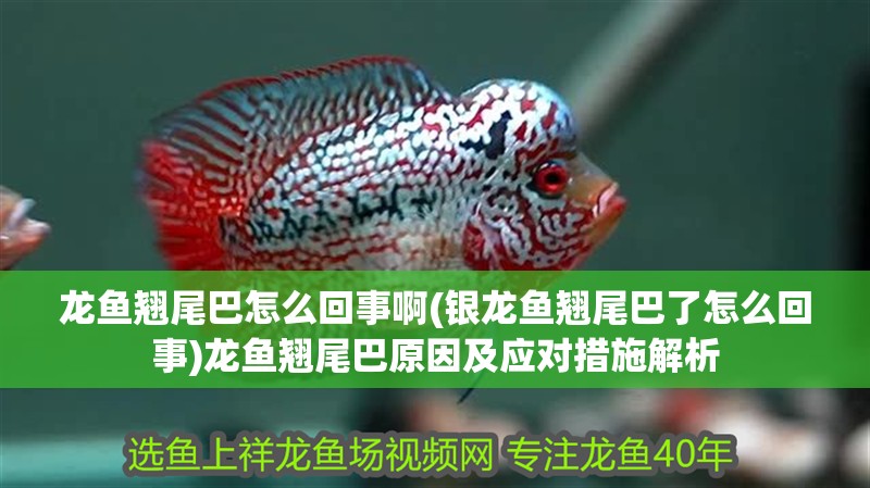 龍魚翹尾巴怎么回事啊(銀龍魚翹尾巴了怎么回事)龍魚翹尾巴原因及應對措施解析