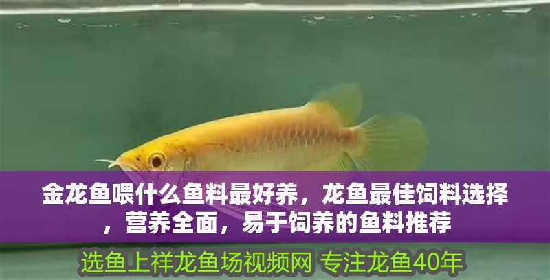 金龍魚喂什么魚料最好養(yǎng)，龍魚最佳飼料選擇，營養(yǎng)全面，易于飼養(yǎng)的魚料推薦