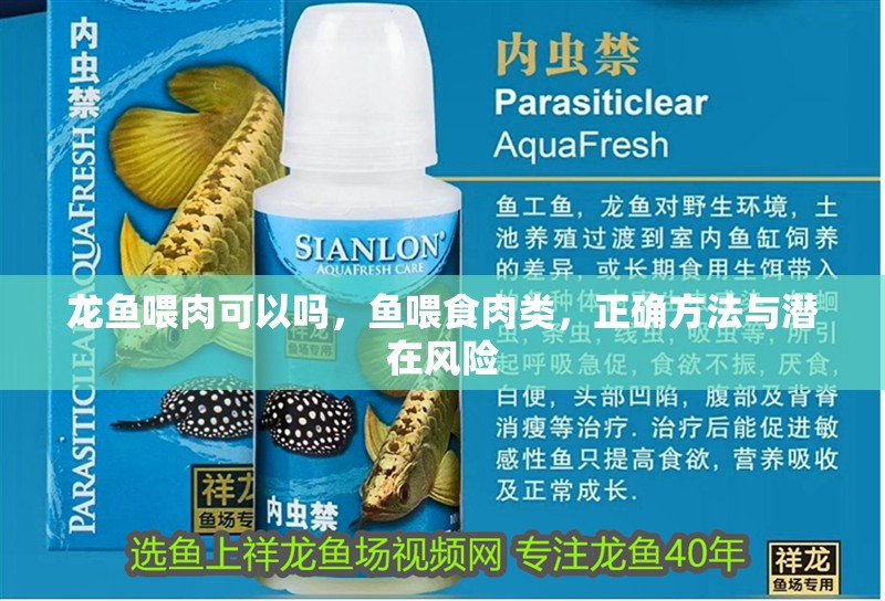 龍魚喂肉可以嗎，魚喂食肉類，正確方法與潛在風險