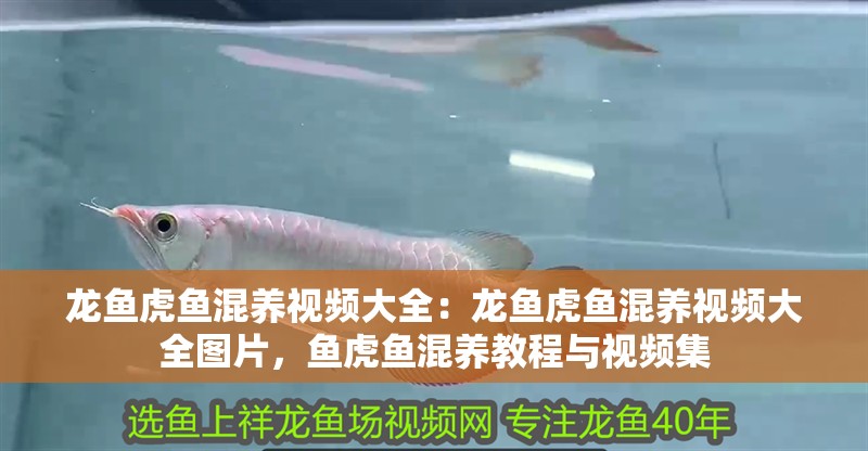 龍魚(yú)虎魚(yú)混養(yǎng)視頻大全：龍魚(yú)虎魚(yú)混養(yǎng)視頻大全圖片，魚(yú)虎魚(yú)混養(yǎng)教程與視頻集