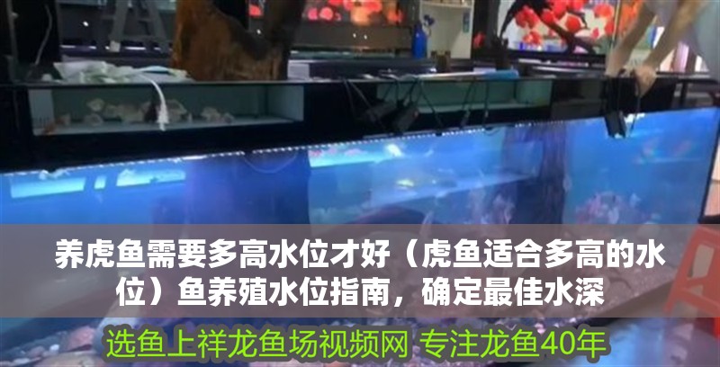 養(yǎng)虎魚需要多高水位才好（虎魚適合多高的水位）魚養(yǎng)殖水位指南，確定最佳水深