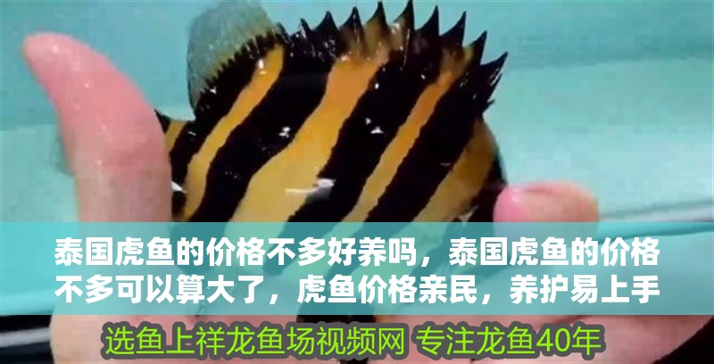 泰國虎魚的價格不多好養嗎，泰國虎魚的價格不多可以算大了，虎魚價格親民，養護易上手，探索泰國虎魚