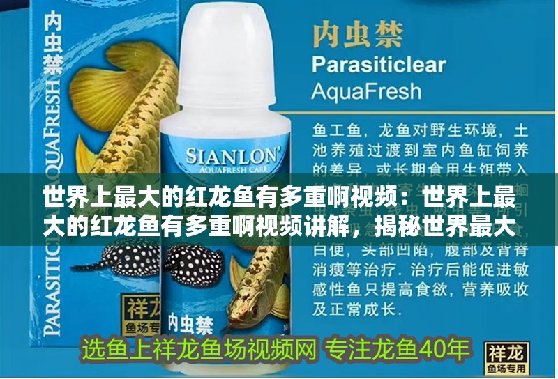 世界上最大的紅龍魚有多重啊視頻：世界上最大的紅龍魚有多重啊視頻講解，揭秘世界最大紅龍魚的驚人體重，視頻深度解析 世界上最大的紅龍魚有多重啊視頻：世界上最大的紅龍魚有多重啊視頻講解，揭秘世界最大紅龍魚的驚人體重，視頻深度解析 水族問答