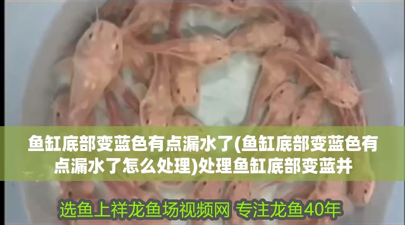 魚缸底部變藍色有點漏水了(魚缸底部變藍色有點漏水了怎么處理)處理魚缸底部變藍并