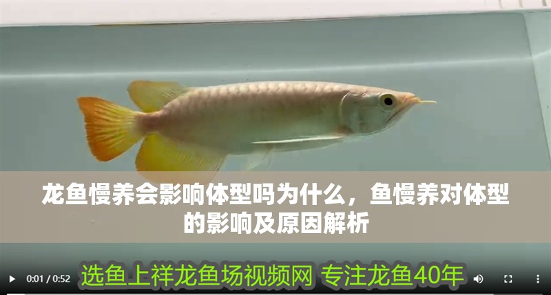 龍魚慢養會影響體型嗎為什么，魚慢養對體型的影響及原因解析