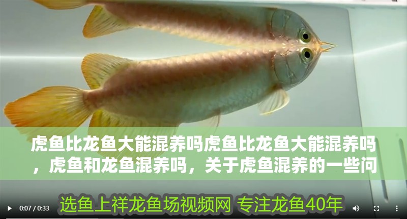 虎魚比龍魚大能混養(yǎng)嗎虎魚比龍魚大能混養(yǎng)嗎，虎魚和龍魚混養(yǎng)嗎，關(guān)于虎魚混養(yǎng)的一些問題，魚與龍魚混