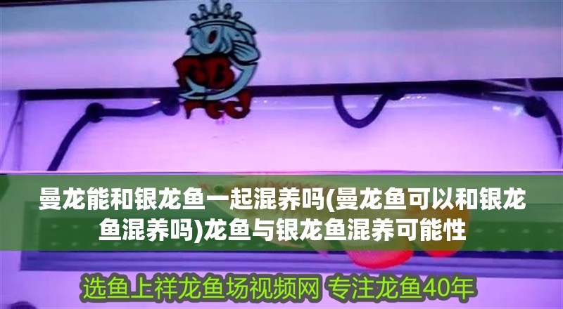 曼龍能和銀龍魚一起混養嗎(曼龍魚可以和銀龍魚混養嗎)龍魚與銀龍魚混養可能性
