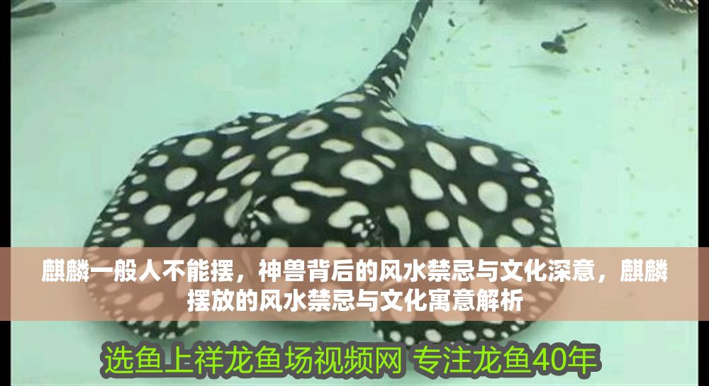 麒麟一般人不能擺，神獸背后的風(fēng)水禁忌與文化深意，麒麟擺放的風(fēng)水禁忌與文化寓意解析