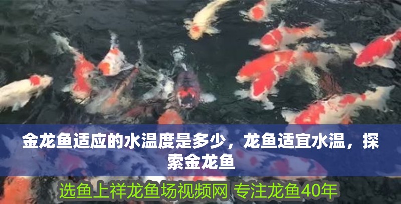 金龍魚適應的水溫度是多少，龍魚適宜水溫，探索金龍魚