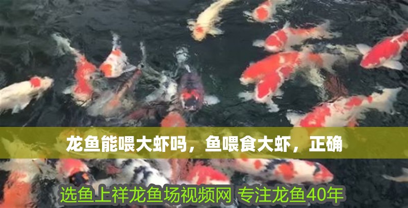 龍魚能喂大蝦嗎，魚喂食大蝦，正確