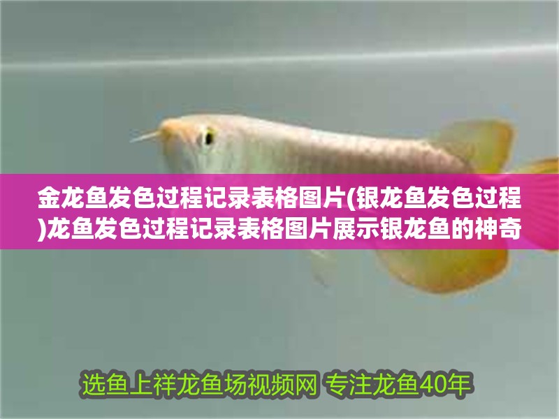 金龍魚發(fā)色過程記錄表格圖片(銀龍魚發(fā)色過程)龍魚發(fā)色過程記錄表格圖片展示銀龍魚的神奇