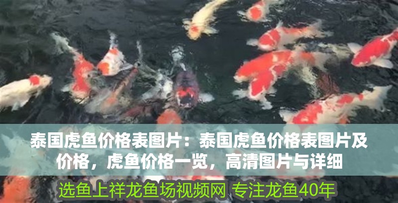 泰國虎魚價格表圖片：泰國虎魚價格表圖片及價格，虎魚價格一覽，高清圖片與詳細
