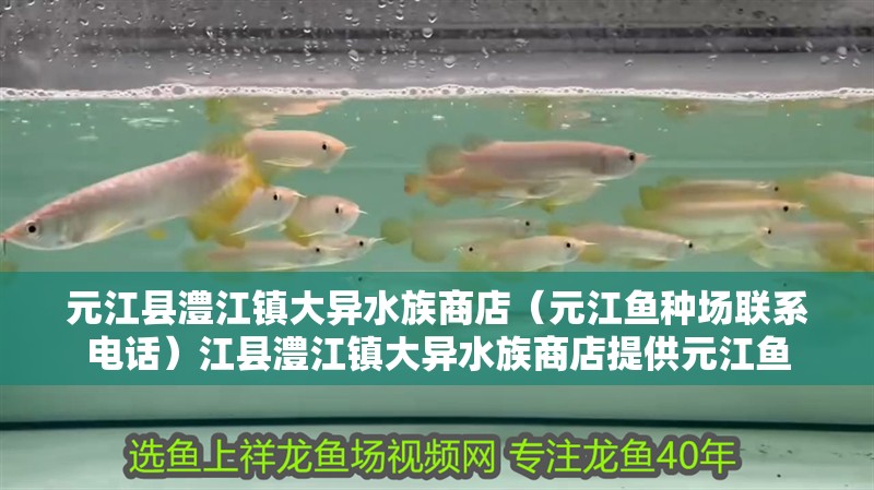 元江縣澧江鎮大異水族商店（元江魚種場聯系電話）江縣澧江鎮大異水族商店提供元江魚 元江縣澧江鎮大異水族商店（元江魚種場聯系電話）江縣澧江鎮大異水族商店提供元江魚 全國水族館企業名錄 第2張