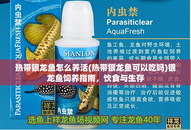 熱帶銀龍魚怎么養(yǎng)活(熱帶銀龍魚可以吃嗎)銀龍魚飼養(yǎng)指南，飲食與生存