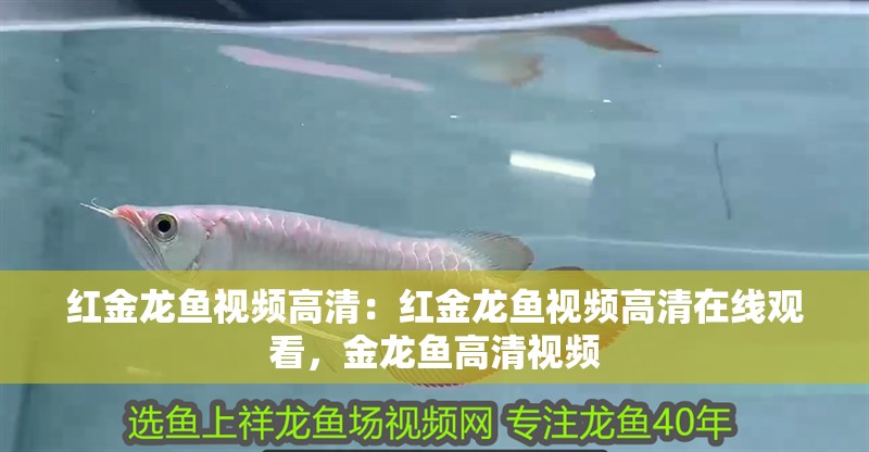 紅金龍魚視頻高清：紅金龍魚視頻高清在線觀看，金龍魚高清視頻