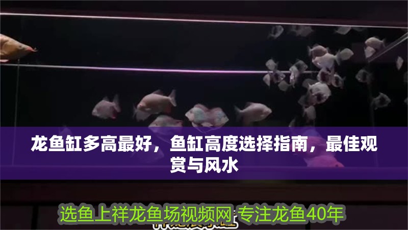 龍魚(yú)缸多高最好，魚(yú)缸高度選擇指南，最佳觀賞與風(fēng)水