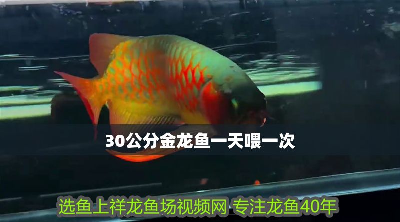 30公分金龍魚一天喂一次