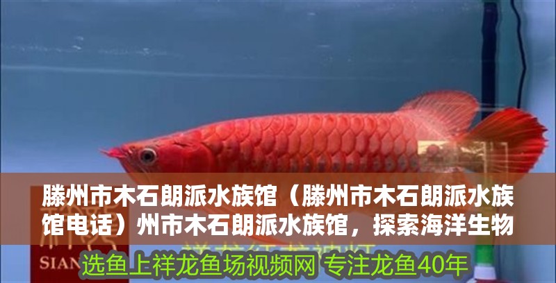 滕州市木石朗派水族館（滕州市木石朗派水族館電話）州市木石朗派水族館，探索海洋生物的奇妙
