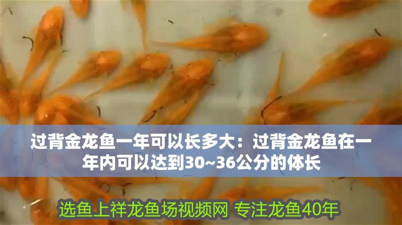 過背金龍魚一年可以長多大：過背金龍魚在一年內可以達到30~36公分的體長