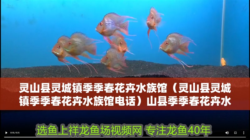 靈山縣靈城鎮季季春花卉水族館（靈山縣靈城鎮季季春花卉水族館電話）山縣季季春花卉水族館，探索自然之美，體驗水生植物的奇妙世界