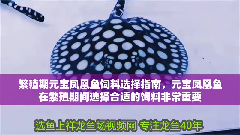 繁殖期元寶鳳凰魚飼料選擇指南，元寶鳳凰魚在繁殖期間選擇合適的飼料非常重要