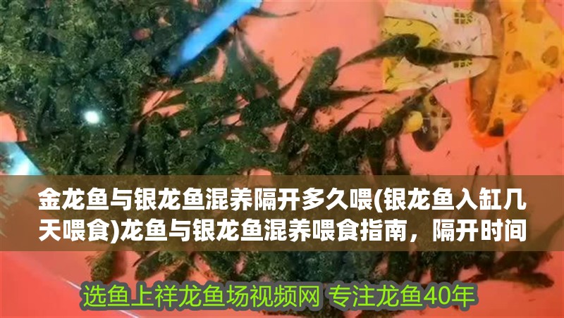 金龍魚與銀龍魚混養隔開多久喂(銀龍魚入缸幾天喂食)龍魚與銀龍魚混養喂食指南，隔開時間