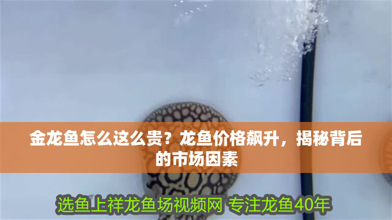 金龍魚怎么這么貴？龍魚價格飆升，揭秘背后的市場因素 金龍魚怎么這么貴？龍魚價格飆升，揭秘背后的市場因素 龍魚百科 第3張