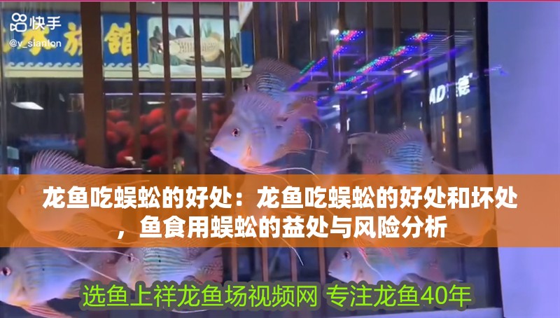 龍魚吃蜈蚣的好處：龍魚吃蜈蚣的好處和壞處，魚食用蜈蚣的益處與風(fēng)險分析
