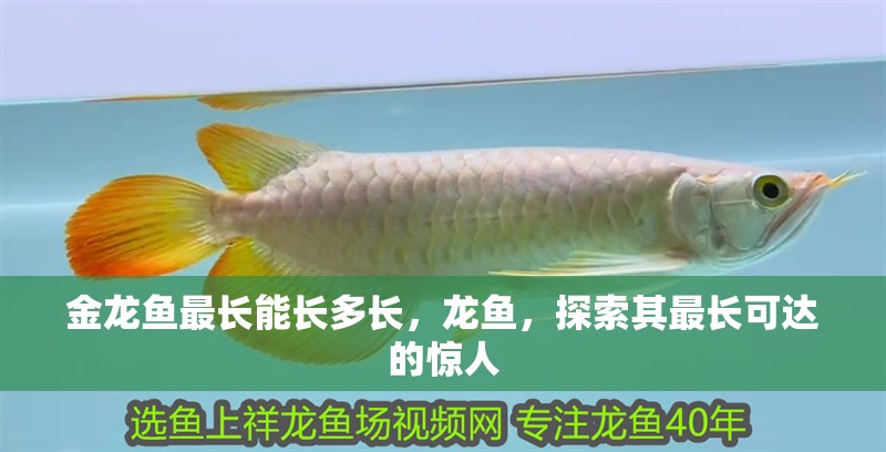 金龍魚最長能長多長，龍魚，探索其最長可達的驚人 金龍魚最長能長多長，龍魚，探索其最長可達的驚人 龍魚百科 第2張