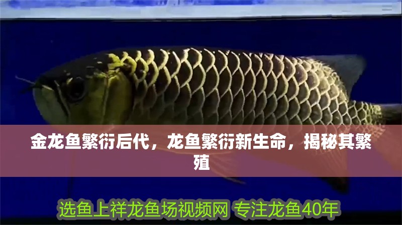 金龍魚繁衍后代，龍魚繁衍新生命，揭秘其繁殖