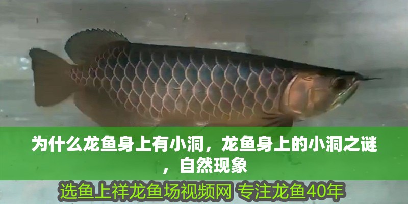 為什么龍魚身上有小洞，龍魚身上的小洞之謎，自然現(xiàn)象