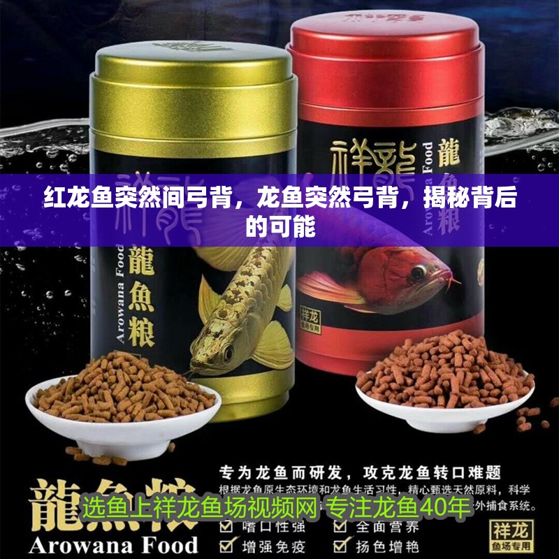 紅龍魚突然間弓背，龍魚突然弓背，揭秘背后的可能