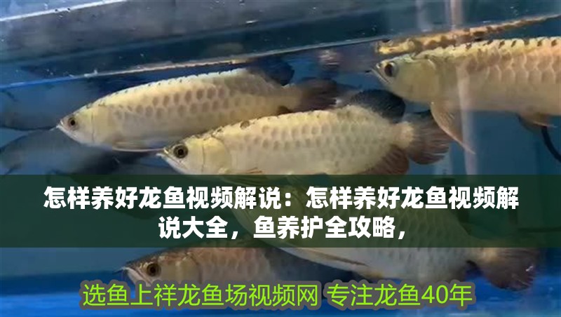 怎樣養(yǎng)好龍魚視頻解說：怎樣養(yǎng)好龍魚視頻解說大全，魚養(yǎng)護(hù)全攻略，
