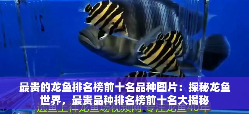 最貴的龍魚排名榜前十名品種圖片：探秘龍魚世界，最貴品種排名榜前十名大揭秘