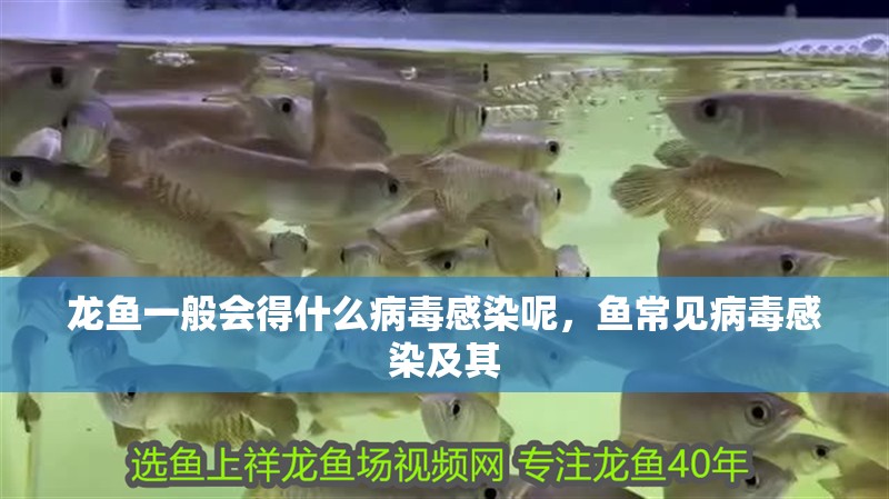龍魚一般會得什么病毒感染呢，魚常見病毒感染及其