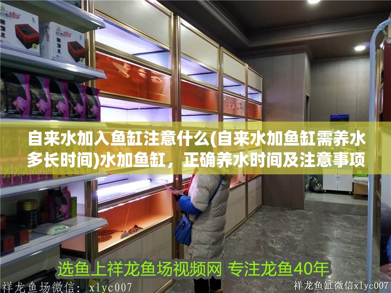 自來水加入魚缸注意什么(自來水加魚缸需養水多長時間)水加魚缸，正確養水時間及注意事項 自來水加入魚缸注意什么(自來水加魚缸需養水多長時間)水加魚缸，正確養水時間及注意事項 銀龍魚百科