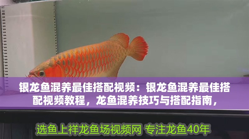 銀龍魚混養最佳搭配視頻:銀龍魚混養最佳搭配視頻教程,龍魚混養技巧與搭配指南, 水族問答 銀龍魚混養最佳搭配視頻:銀龍魚混養最佳搭配視頻教程,龍魚混養技巧與搭配指南, 銀龍魚混養最佳搭配視頻:銀龍魚混養最佳搭配視頻教程,龍魚混養技巧與搭配指南, 水族問答