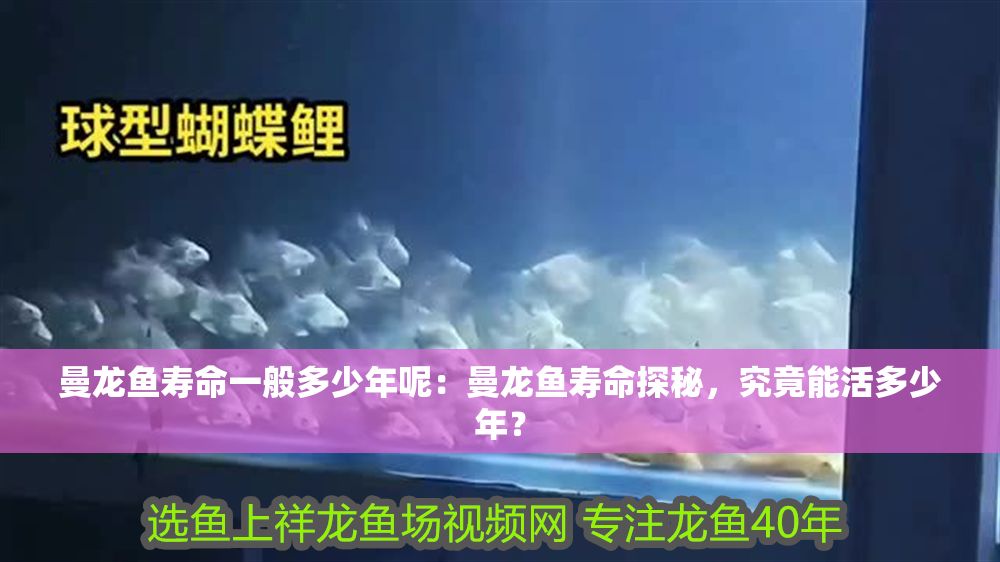 曼龍魚壽命一般多少年呢：曼龍魚壽命探秘，究竟能活多少年？
