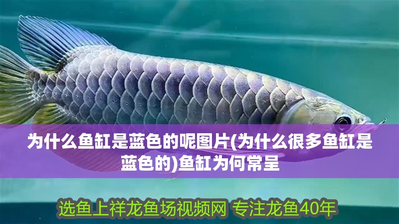 為什么魚缸是藍(lán)色的呢圖片(為什么很多魚缸是藍(lán)色的)魚缸為何常呈