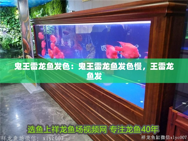 鬼王雷龍魚發色:鬼王雷龍魚發色慢,王雷龍魚發 水族問答 鬼王雷龍魚發色:鬼王雷龍魚發色慢,王雷龍魚發 鬼王雷龍魚發色:鬼王雷龍魚發色慢,王雷龍魚發 水族問答