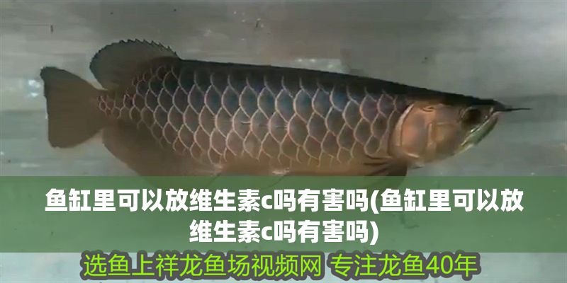 魚缸里可以放維生素c嗎有害嗎(魚缸里可以放維生素c嗎有害嗎) 魚缸里可以放維生素c嗎有害嗎(魚缸里可以放維生素c嗎有害嗎) 元寶鳳凰魚百科 第1張