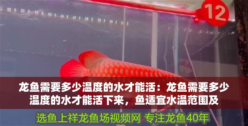 龍魚需要多少溫度的水才能活：龍魚需要多少溫度的水才能活下來，魚適宜水溫范圍及