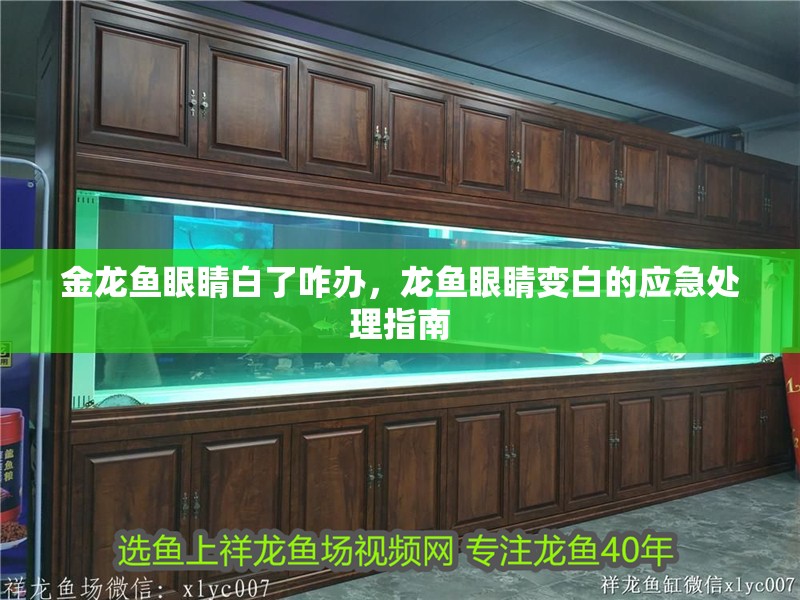 金龍魚眼睛白了咋辦，龍魚眼睛變白的應急處理指南